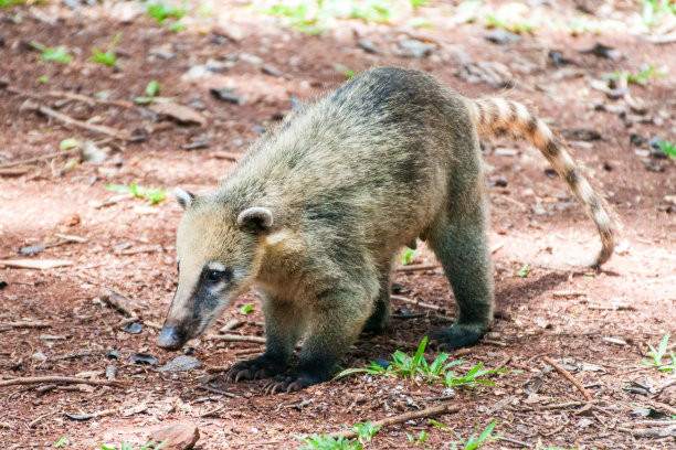 coatimundi