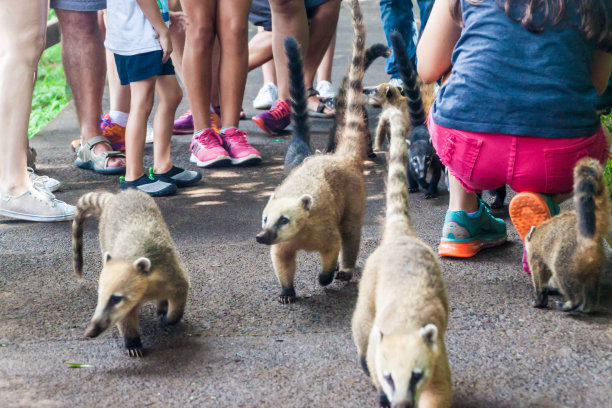 coatimundi