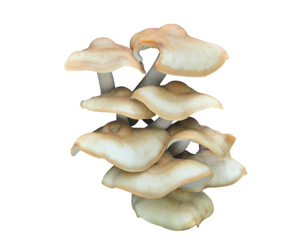 agaric