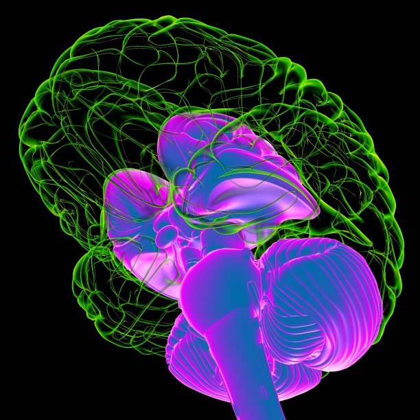 cerebrum