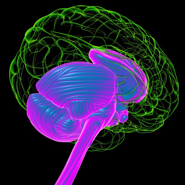 cerebrum