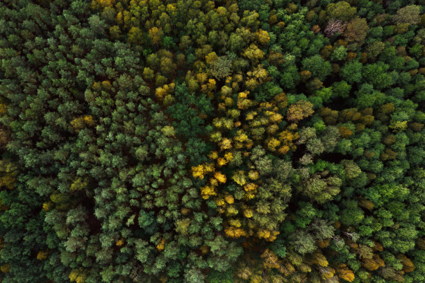 woods