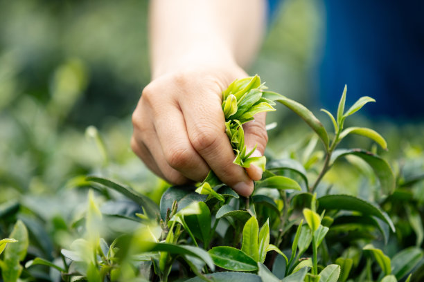 采茶叶
