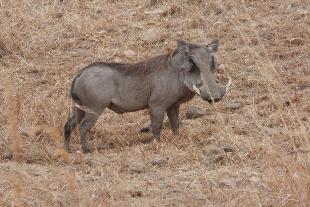 phacochoerus