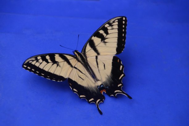 danaus