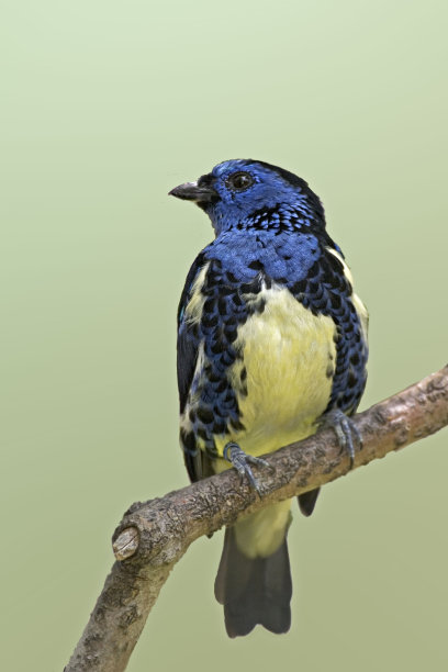 ornithology