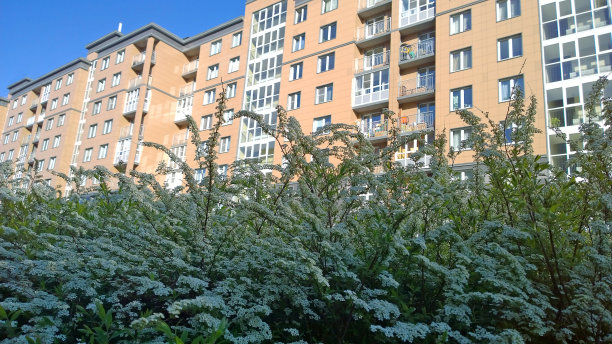 filipendula
