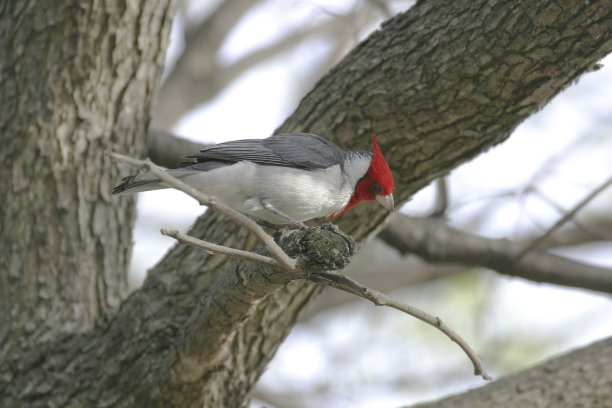 perched