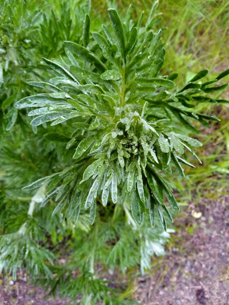 wormwood
