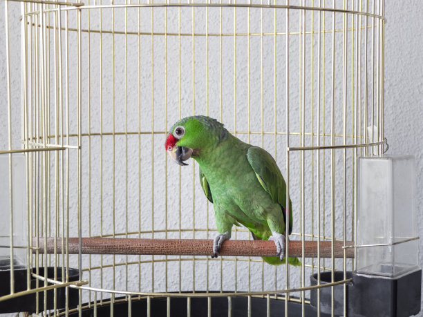 parrots