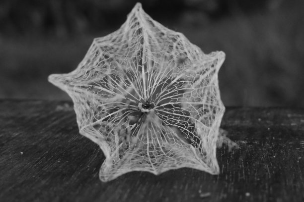 delicate
