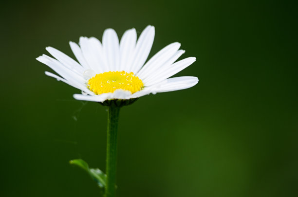 pyrethrum
