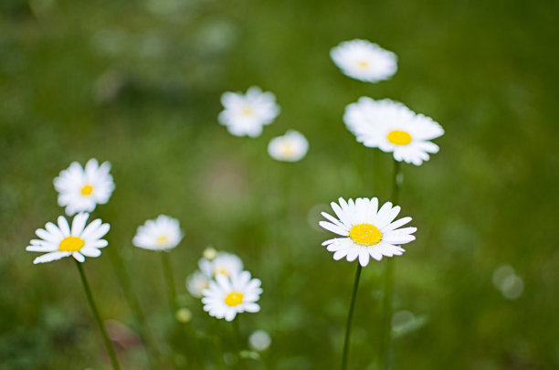 pyrethrum