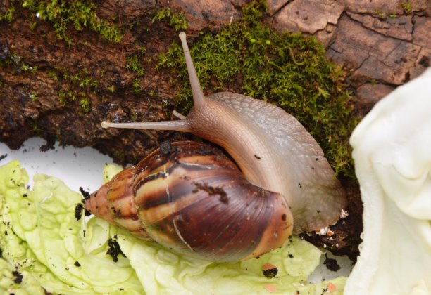 gastropod