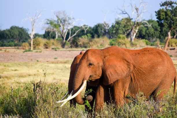 pachyderm