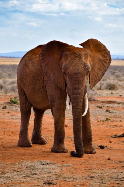 pachyderm