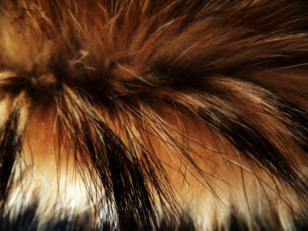 hairs