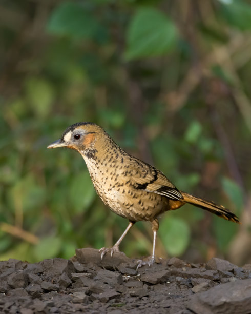 laughingthrush