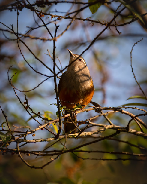 laughingthrush