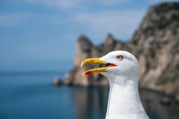 seagull