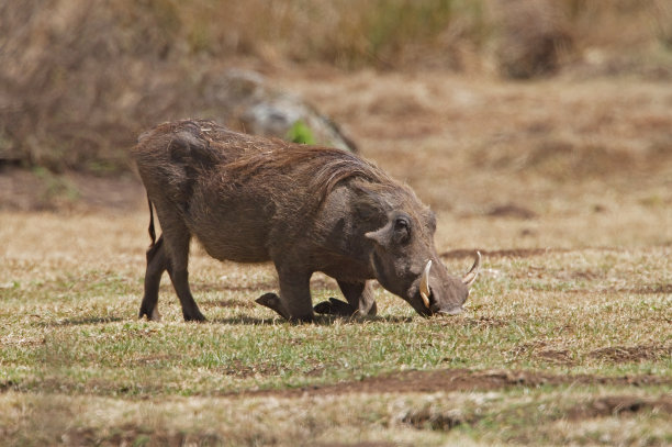 phacochoerus
