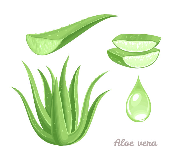 aloe