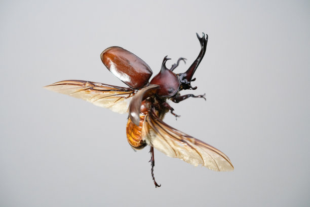 beetles