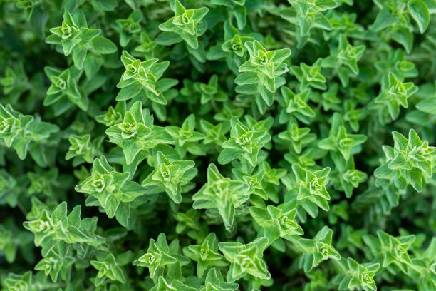 oregano
