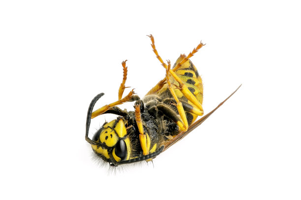 hornets