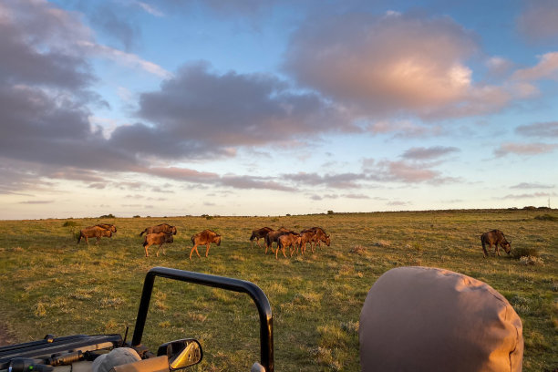 wildebeest