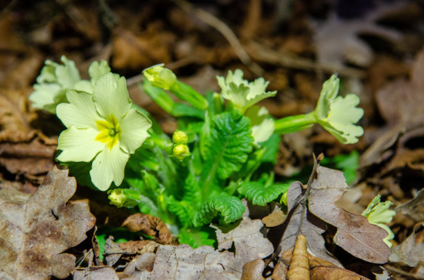 primula