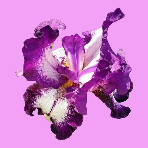 紫色花卉花朵熏衣草兰花紫色花