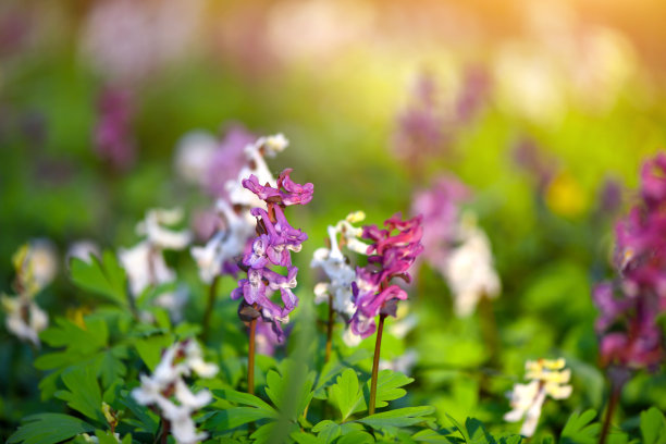 corydalis