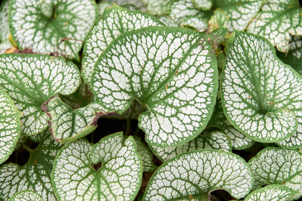 brunnera