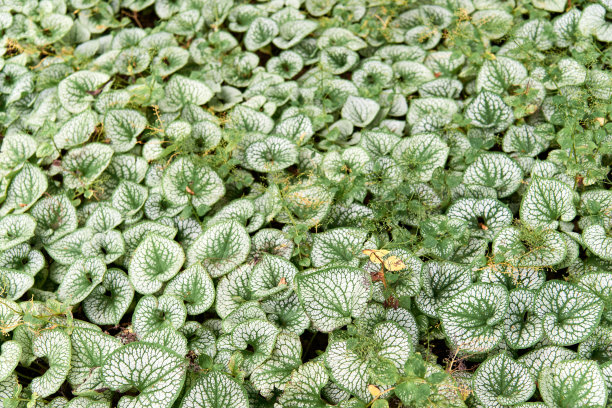 brunnera