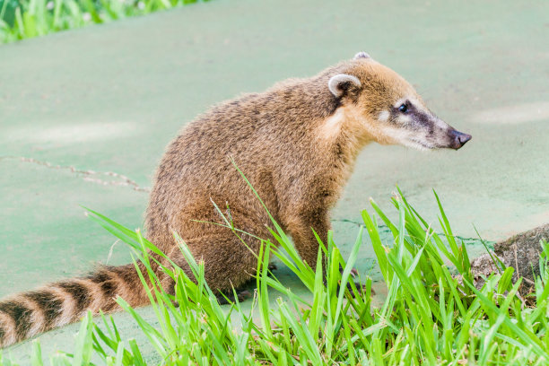 coatimundi