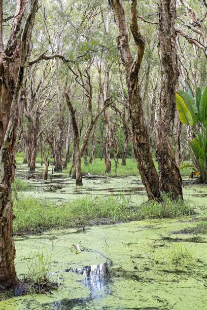 fen