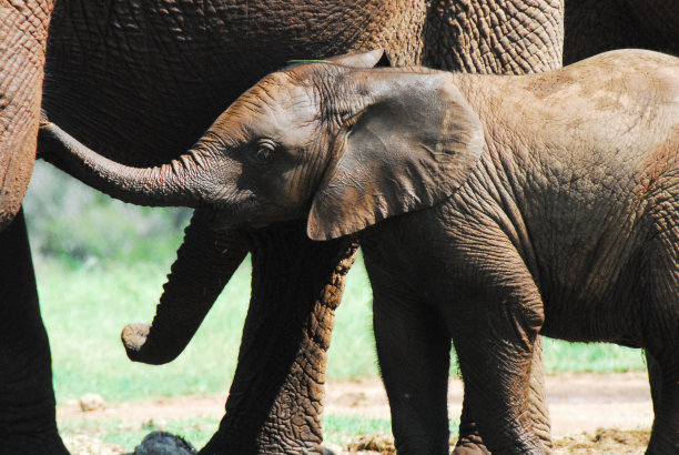 pachyderm