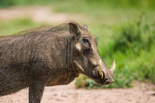 phacochoerus