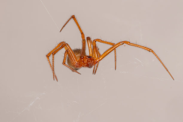 红web