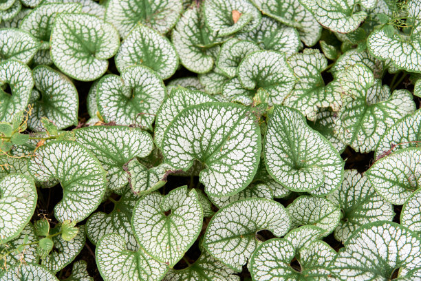 brunnera
