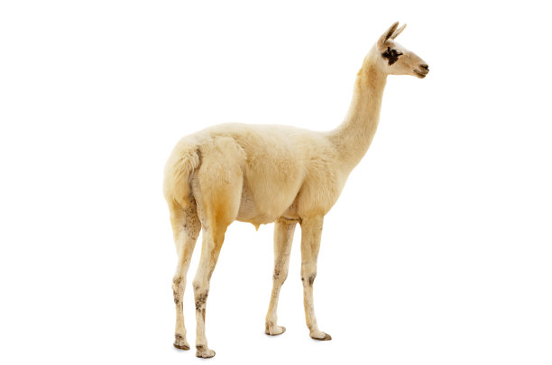 llama