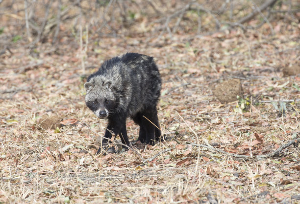 civet