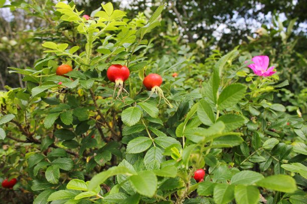 rugosa