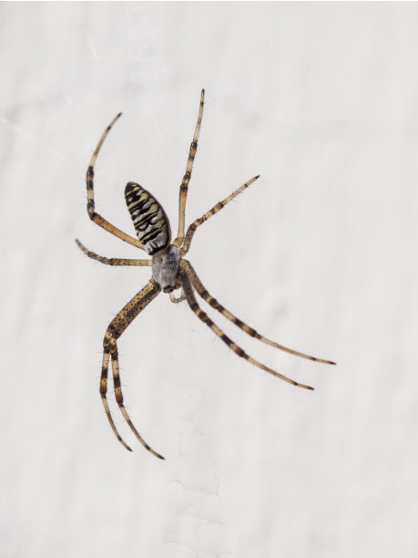 arachnid