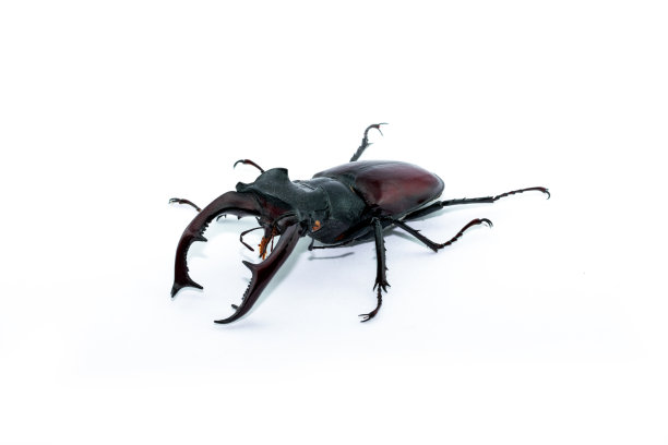 lucanus
