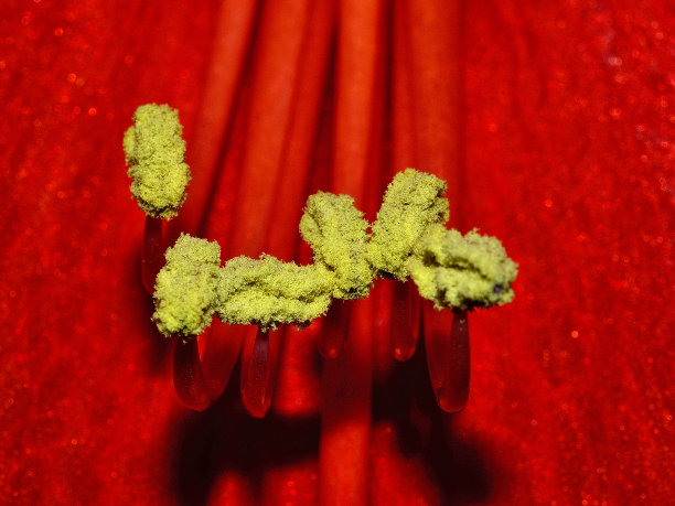 stamens