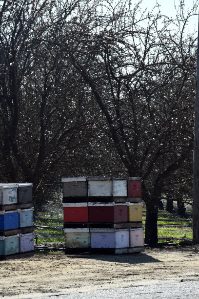 beekeeper