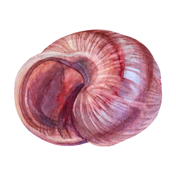 conch