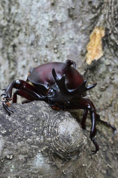 horned